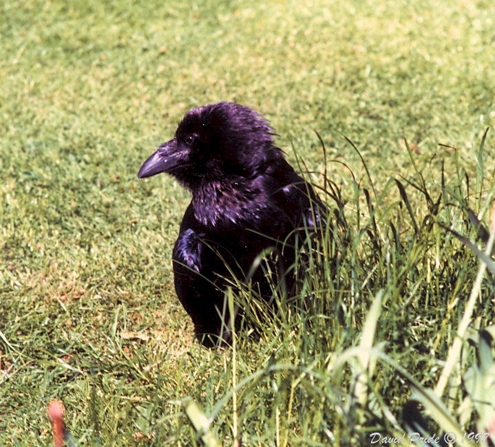 Tower of London Raven