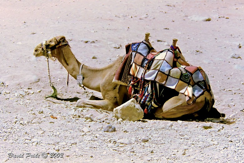 Camel