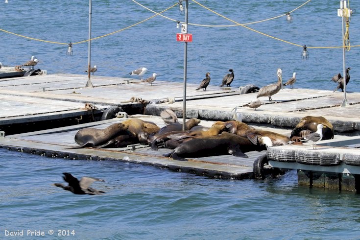 California Sea Lions