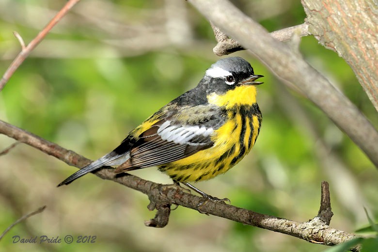Magnolia Warbler
