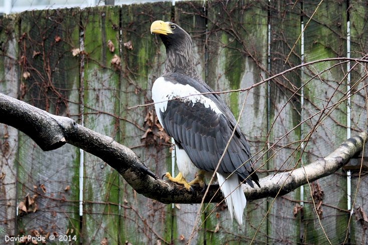 Steller's Sea Eagle