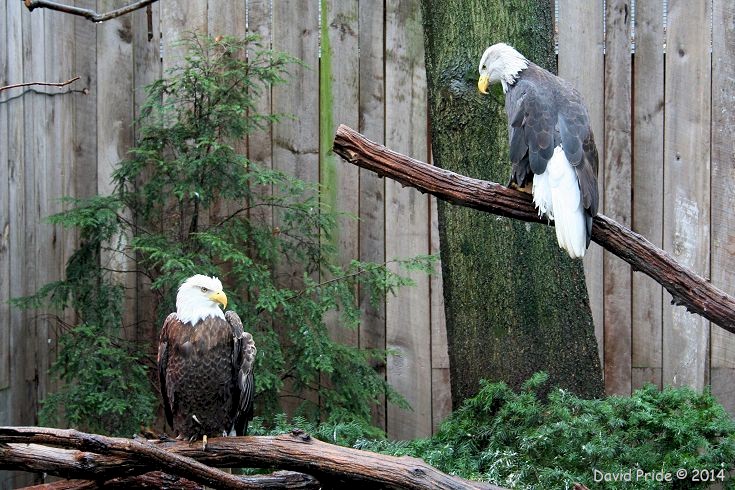 Bald Eagles