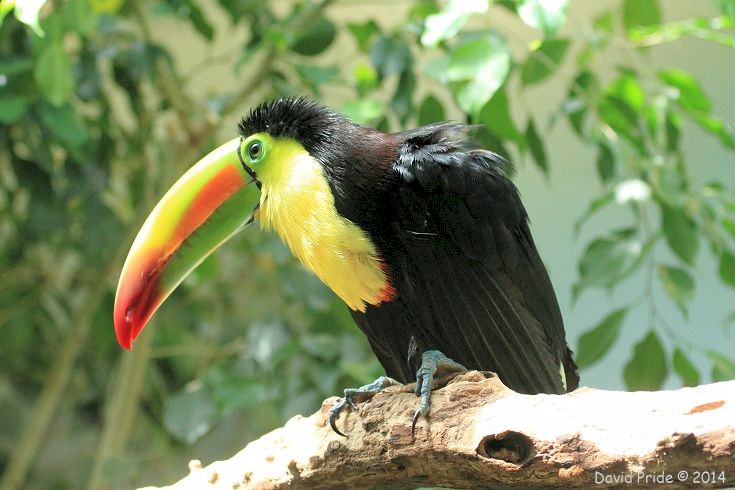 Keel-billed Toucan