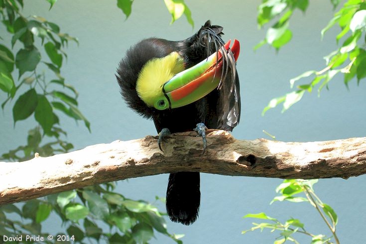 Keel-billed Toucan