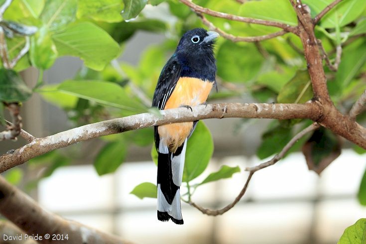 White-tailed Trogon
