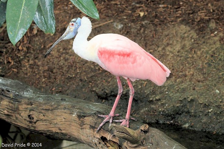 Roseate Spoonbill