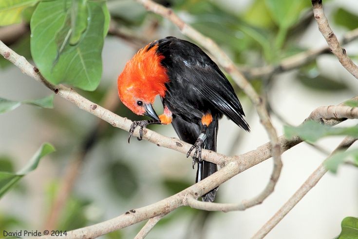 Scarlet-headed Blackbird