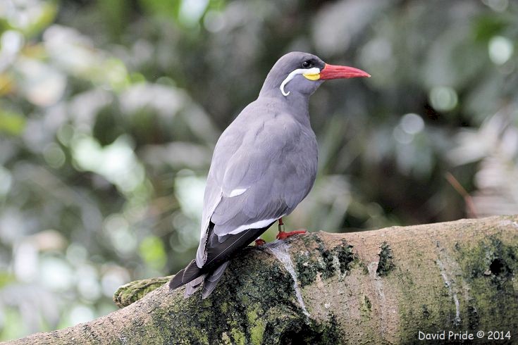 Inca Tern