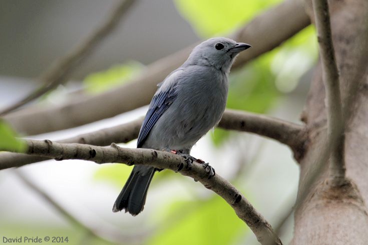 Blue-grey Tanager
