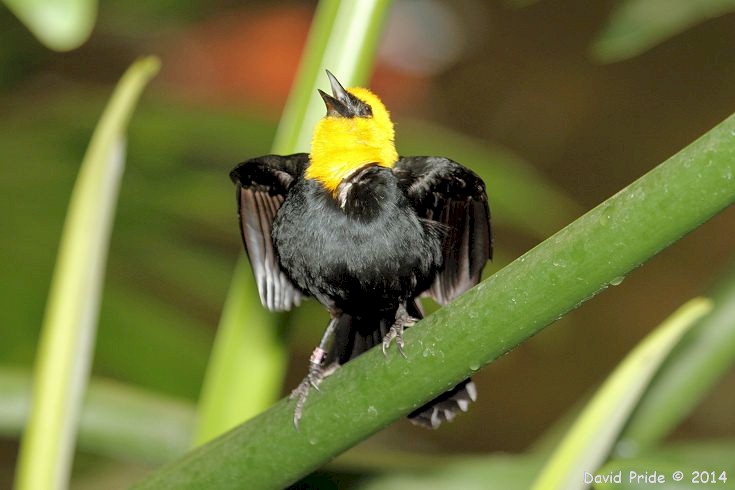 Yellow-hooded Blackbird